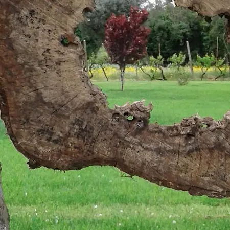 Casa De Coco Casa de Férias Vila Nova de Poiares