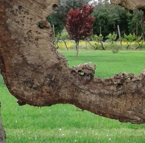 Casa De Coco Vakantiehuis Vila Nova de Poiares