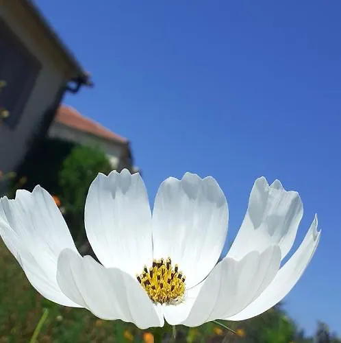 Дом отдыха Casa De Coco Вила-Нова-ди-Пояриш